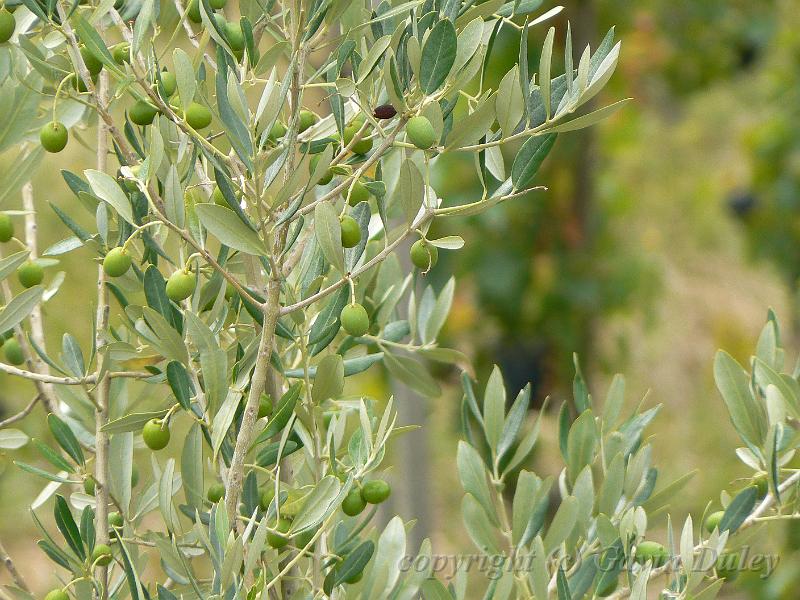 Olive tree, Hermitage vineyards P1140014.JPG